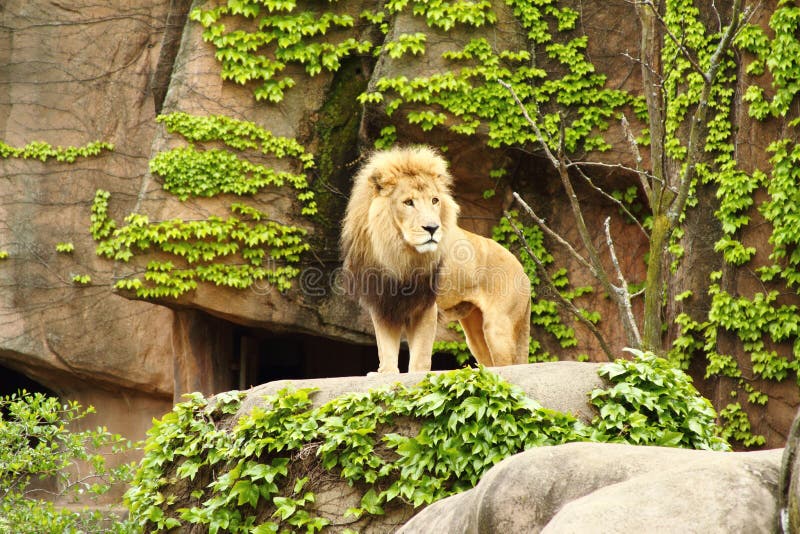 lion arkivfoton lion arkivfoton