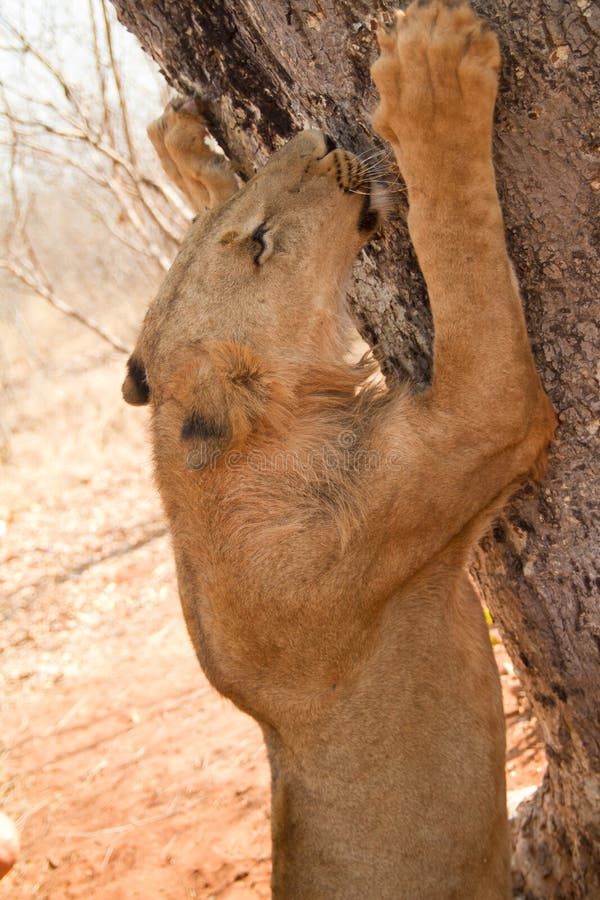 Lion sharpening claws on tree, safari South Luangwa, Zambia Africa