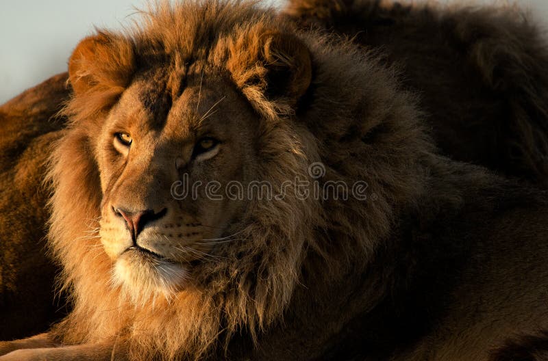 Lion stock photography