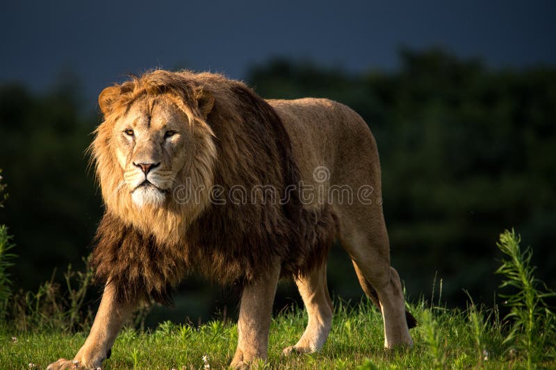 Lion stock photography