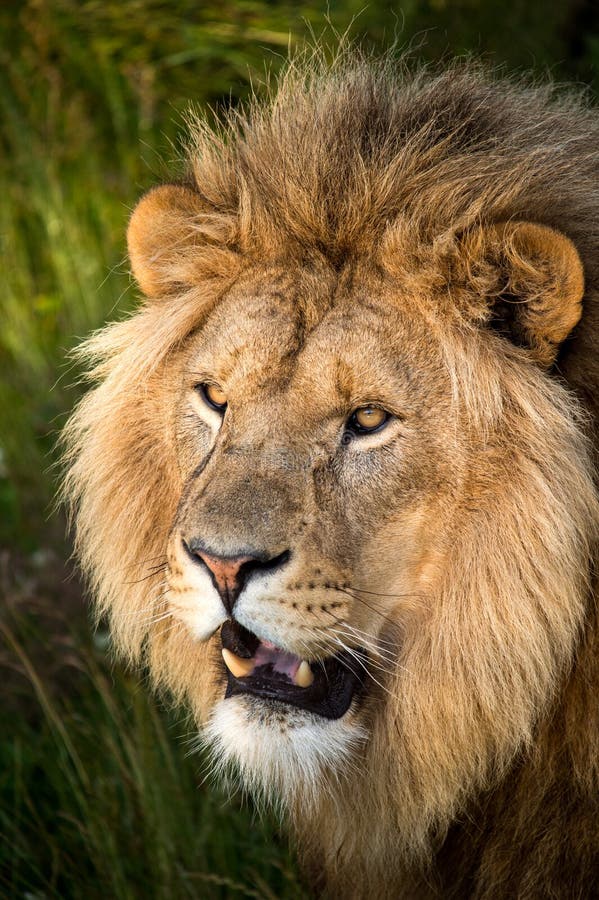 Lion stock image