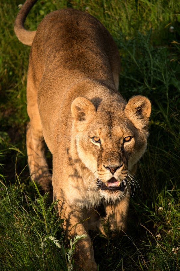 Lion stock photo