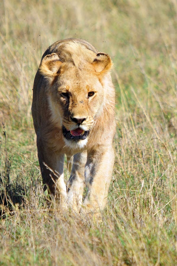 Female Lion Hunting stock photo. Image of serengeti, hunting 1215826