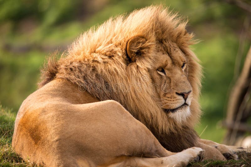 Lion royalty free stock photography