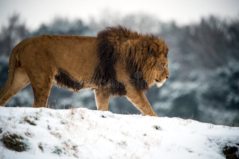 Lion royalty free stock photography