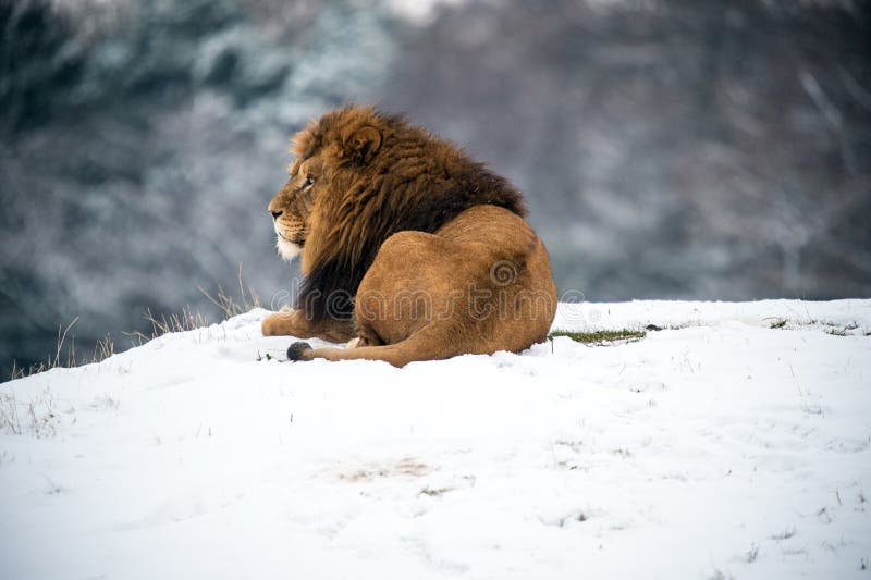Lion stock photography