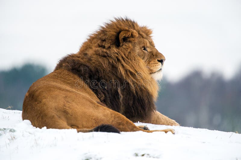 Lion royalty free stock image