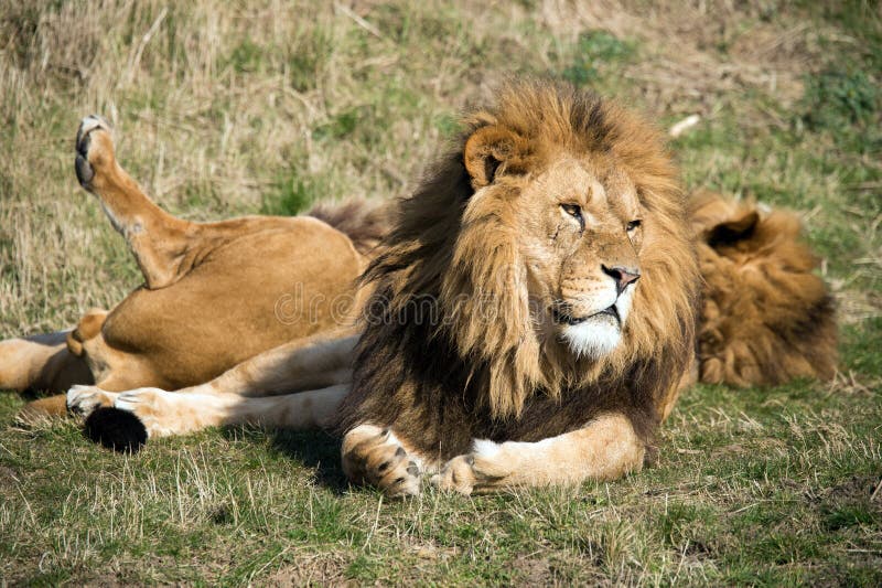 Lion royalty free stock image