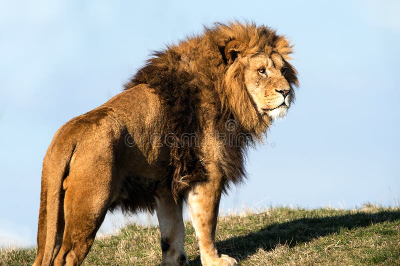 Lion royalty free stock images
