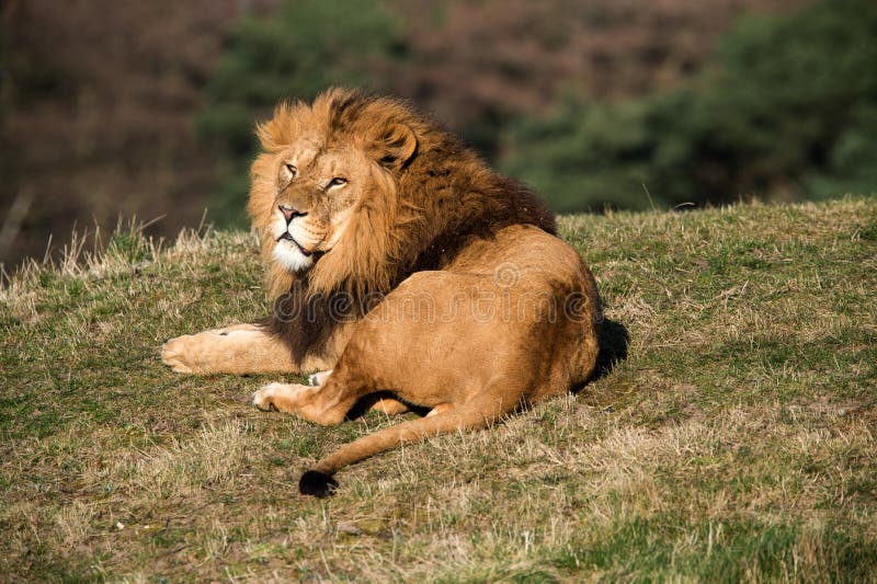 Lion stock images