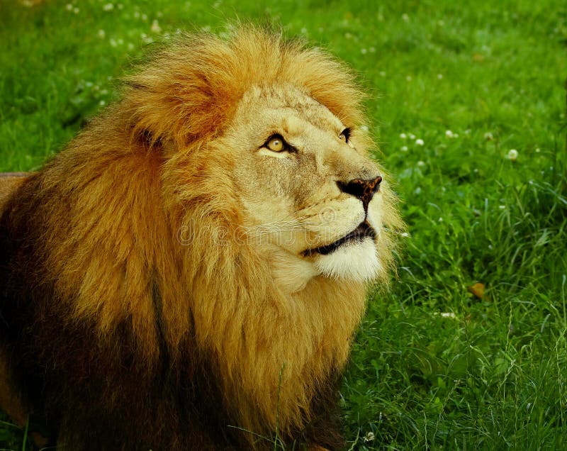 Lion