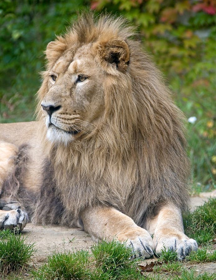 Lion 4