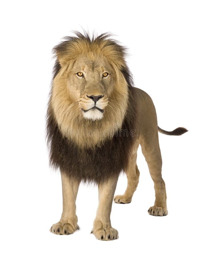 Lion (4 and a Half Years) - Panthera Leo Stock Photo - Image of mane ...
