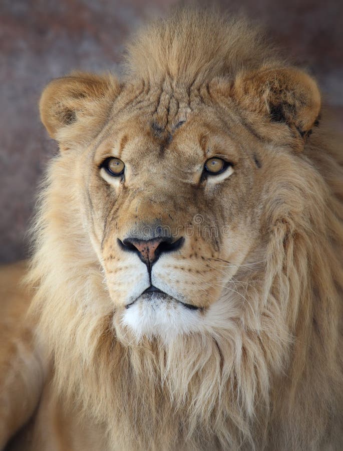 Lion stock image. Image of wildlife, face, profile, animal - 5877855