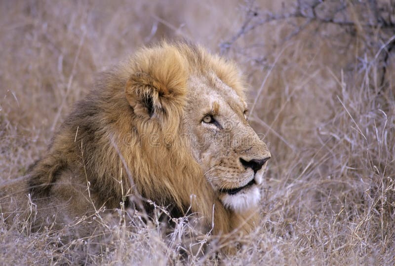 Lion stock photos