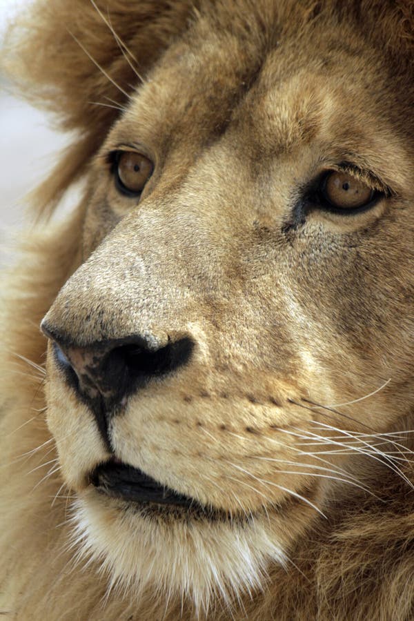 Lion stock image. Image of cage, eyesight, lion, power 8963421