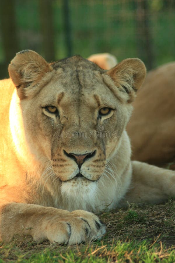 Lion in Africa