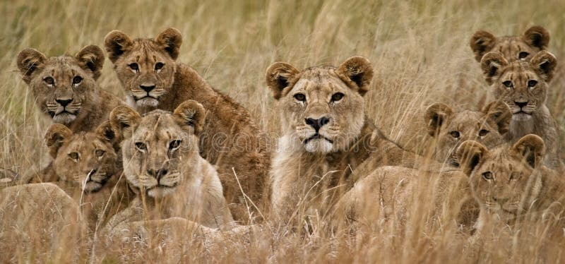 lion africain lion africain
