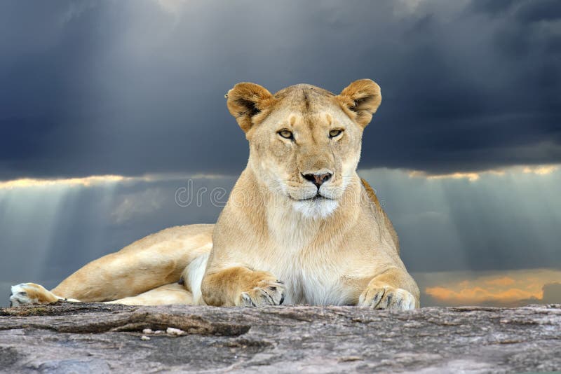 Lion Africain En Parc Afrique Du Sud Image stock - Image du lionceau ...