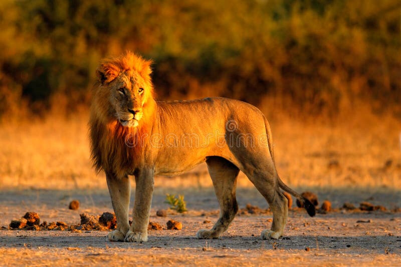 Lion africain, Panthera Lion, portrait de détail de grand animal, égalisant le soleil, parc national de Chobe, Botswana, Afrique