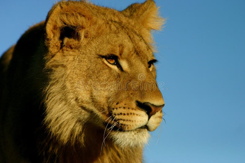 Lion against blue sky