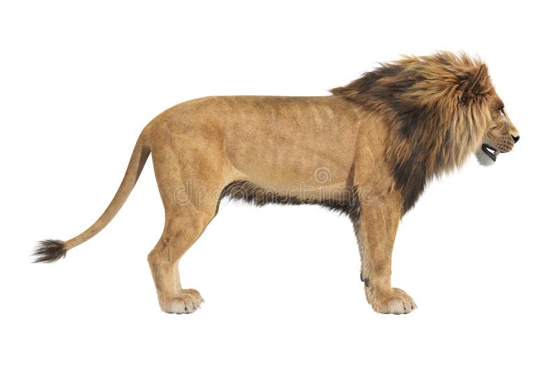 Lion Animal African, Side View Stock Illustration - Illustration of panthera, graphic: 112439230 Lion Animal African, Side View Stock Illustration - Illustration of panthera, graphic: 112439230