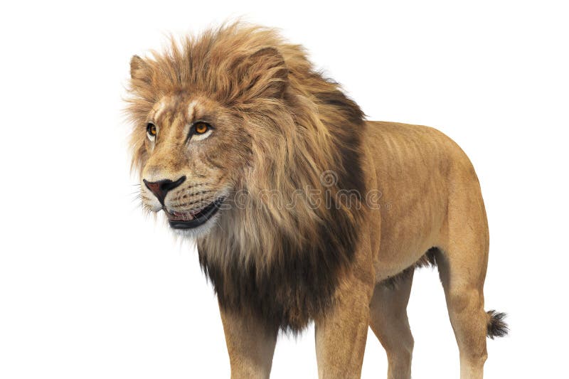 Lion Animal Beige Fur, Close View Stock Illustration - Illustration of ...