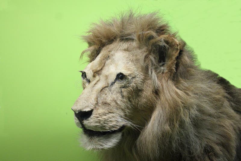 Lion au musée d'histoire naturelle photos stock Lion au musée d'histoire naturelle photos stock