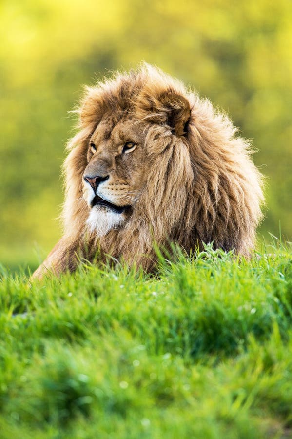 Lion stock photo