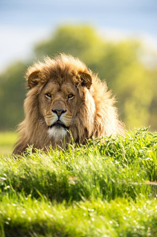 Lion royalty free stock images