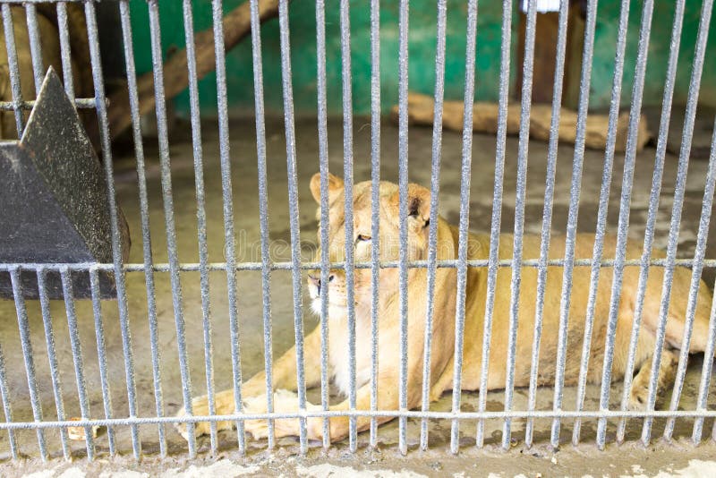 Lion behind a fence in zoo