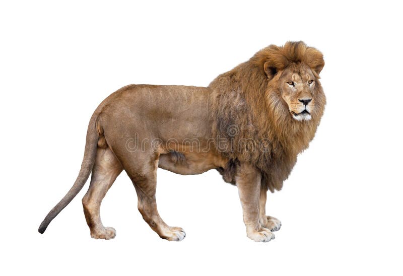 Lion royalty free stock photo