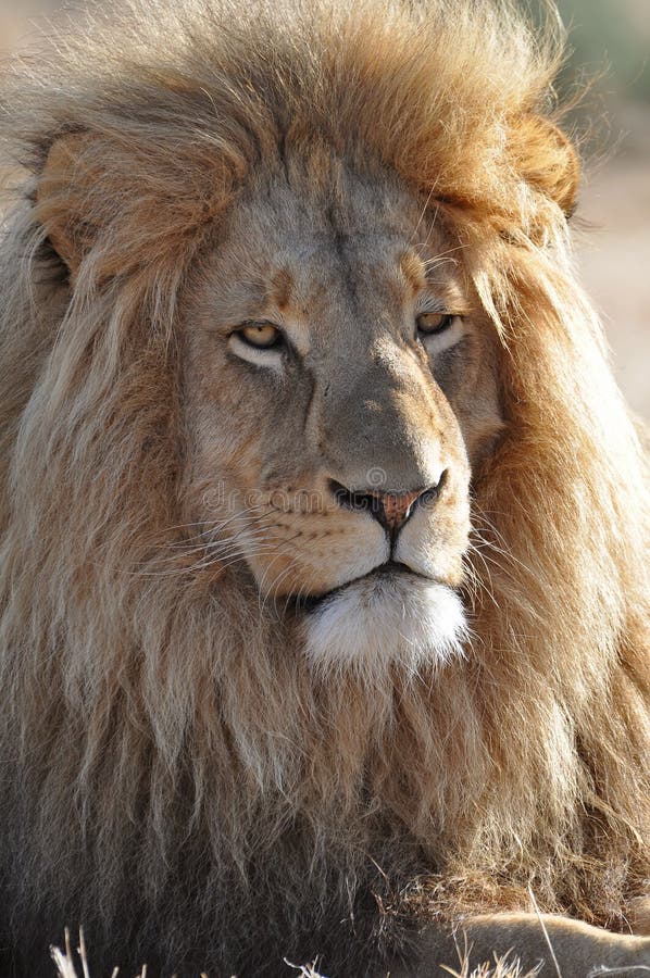 Lion with big mane stock image. Image of hunting, king 22304405