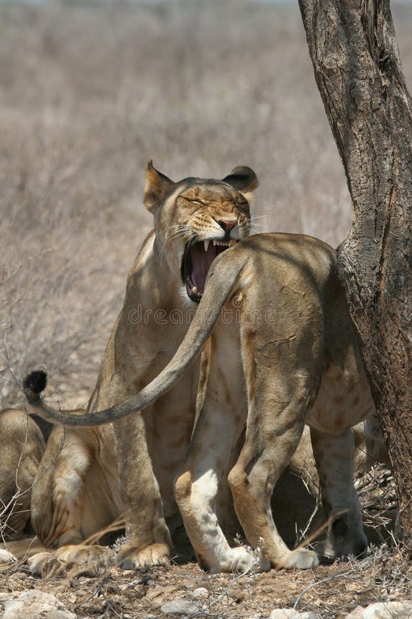 Lion about to bite into his mate's. Lion about to bite into his mate's