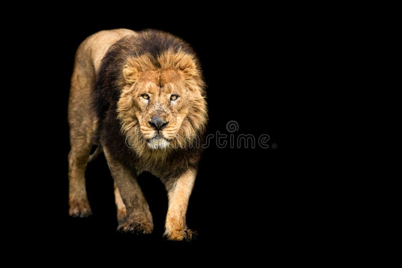 Loin photo editing lion background download  Lion background Photo  editing Lions photos