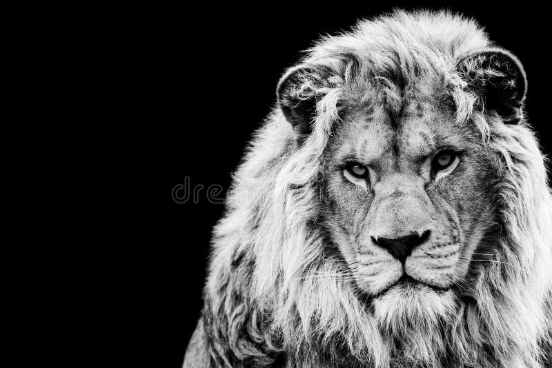 Lion with a Black Background Stock Image - Image of symbol, king: 176514607