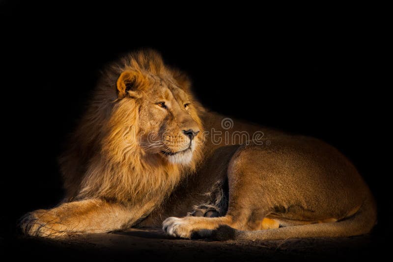 Lion on a black background. handsome lion male with magnificent hair lies on the ground and looks. yellow evening light