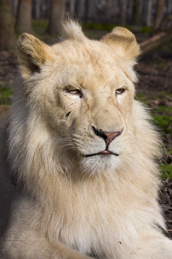 Bebe Lion Blanc Dans Les Mains De Son Gardien De Zoo Photo Stock Image Du Cheri Zookeeper