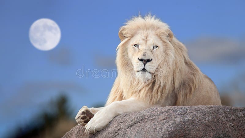 White lion in moon light. White lion in moon light