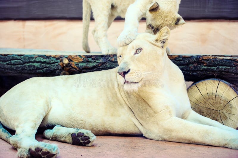 Lion Cub Blanc Photo Stock Image Du Lionne Poilu Chat