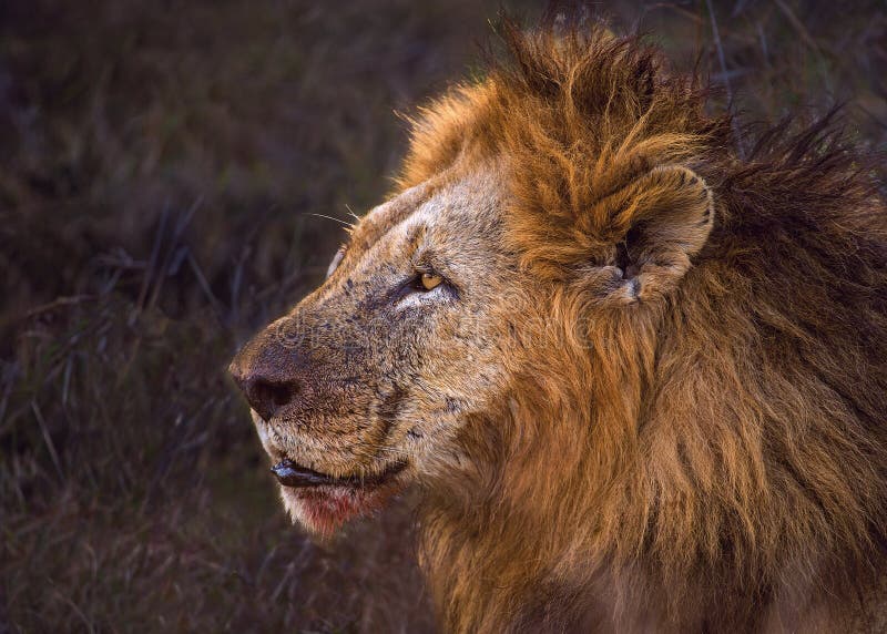Lion Lion