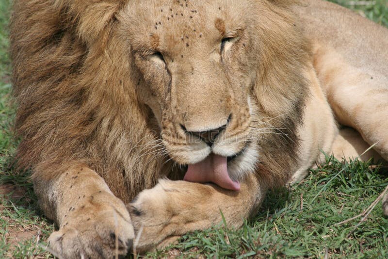 Lion Cleaning stock photo. Image of lion, camp, wildlife 7354076