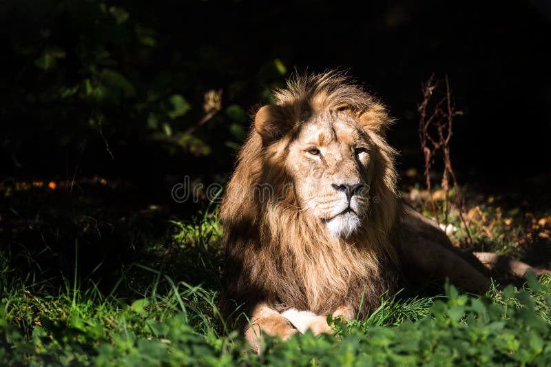 Lion in Clearing royalty free stock photography