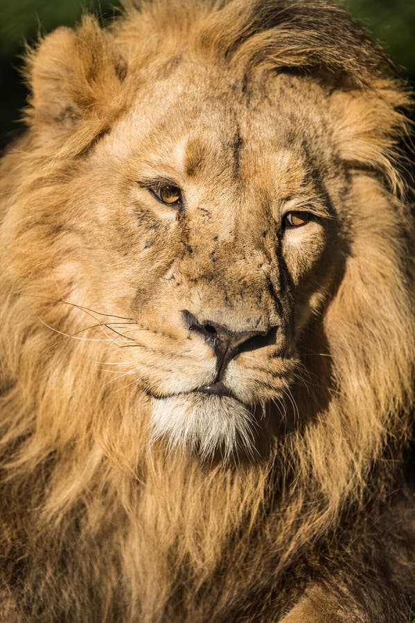 Lion Close Up stock photo