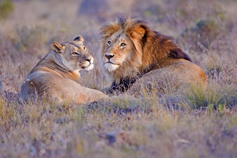 Lion Couple