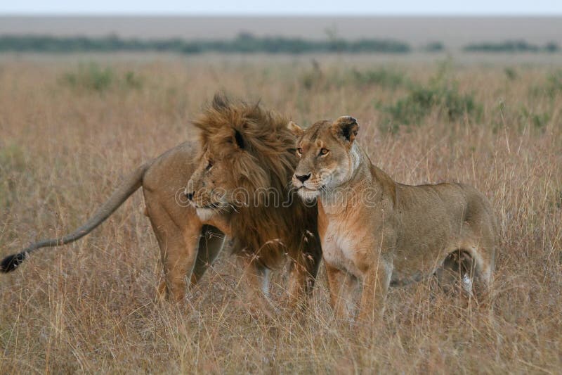 Lion couple