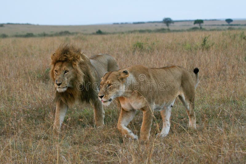 Lion couple