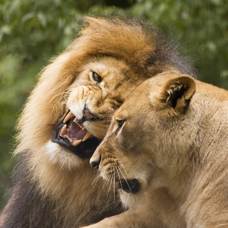 Lion couple