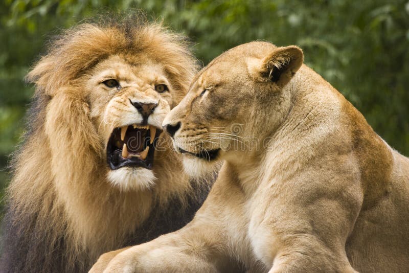 Lion couple