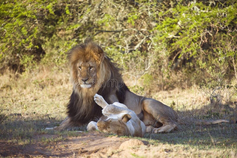 Lion Couple